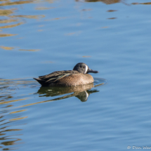Blue-winged Teal-Male-01