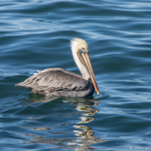 Brown Pelican-01