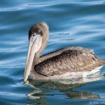 Brown Pelican-03