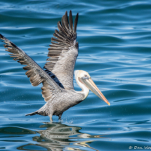 Brown Pelican-05