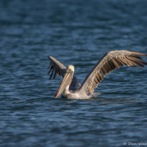 Brown Pelican-08