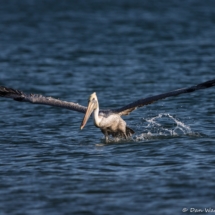 Brown Pelican-09