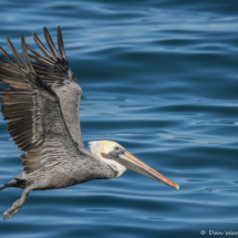 Brown Pelican in Flight-01