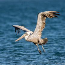 Brown Pelican in Flight-04