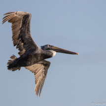 Brown Pelican in Flight-08