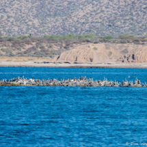 Brown Pelicans-100's of Them!-03