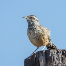 Cactus Wren-02