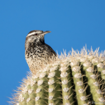 Cactus Wren-02