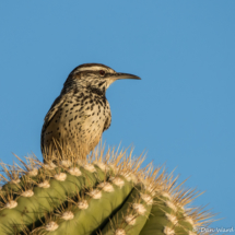 Cactus Wren-03