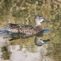 Cinnamon Teal-Female-01
