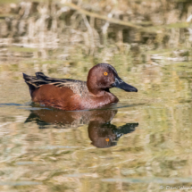 Cinnamon Teal-Male-04