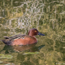 Cinnamon Teal-Male-05