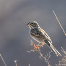 Clay-colored Sparrow-01