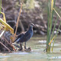 Common Gallinule-01