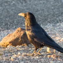 Common Raven at Sunrise-01