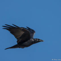 Common Raven in Flight-01