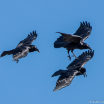 Common Ravens in Flight-01