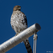Cooper's Hawk-03