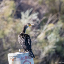 Double-crested Cormorant-02
