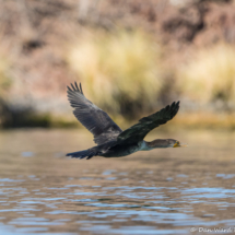 Double-crested Cormorant-03