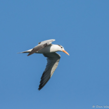 Elegant Tern-04