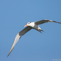 Elegant Tern-05