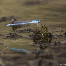 Familiar Bluet (Enallagma civile)-01