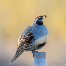 Gambel's Quail-Male-02