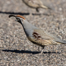 Gambel's Quail-Male-03