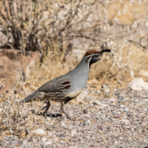 Gambel's Quail-Male-05