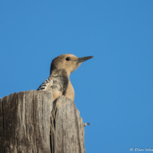 Gila Woodpecker-01