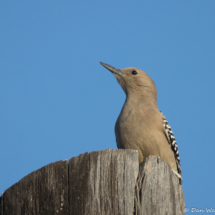 Gila Woodpecker-02