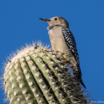 Gila Woodpecker-03