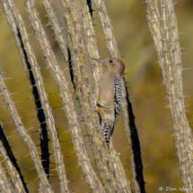 Gila Woodpecker-04