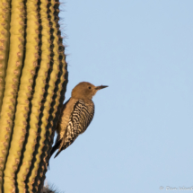 Gila Woodpecker-07