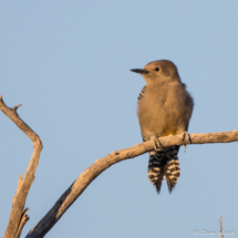 Gila Woodpecker-08