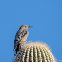 Gila Woodpecker-09