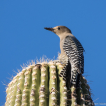 Gila Woodpecker-14