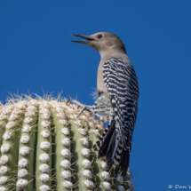 Gila Woodpecker-16