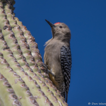 Gila Woodpecker-18