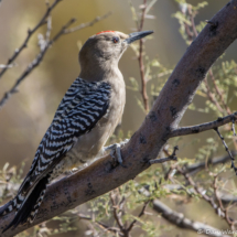 Gila Woodpecker-19