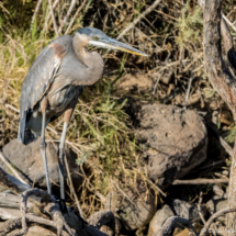 Great Blue Heron-01