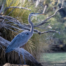 Great Blue Heron-05