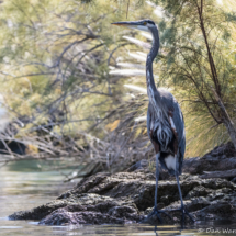 Great Blue Heron-06