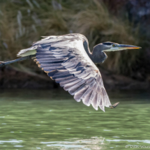 Great Blue Heron in Flight-05