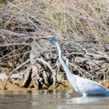 Great Egret-01