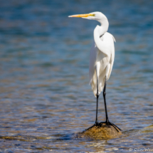 Great Egret-05