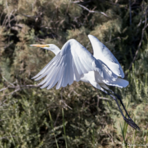 Great Egret in Flight-01