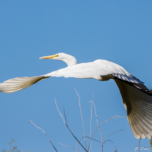 Great Egret in Flight-02