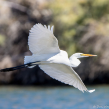 Great Egret in Flight-04